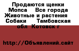 Продаются щенки Мопса. - Все города Животные и растения » Собаки   . Тамбовская обл.,Котовск г.